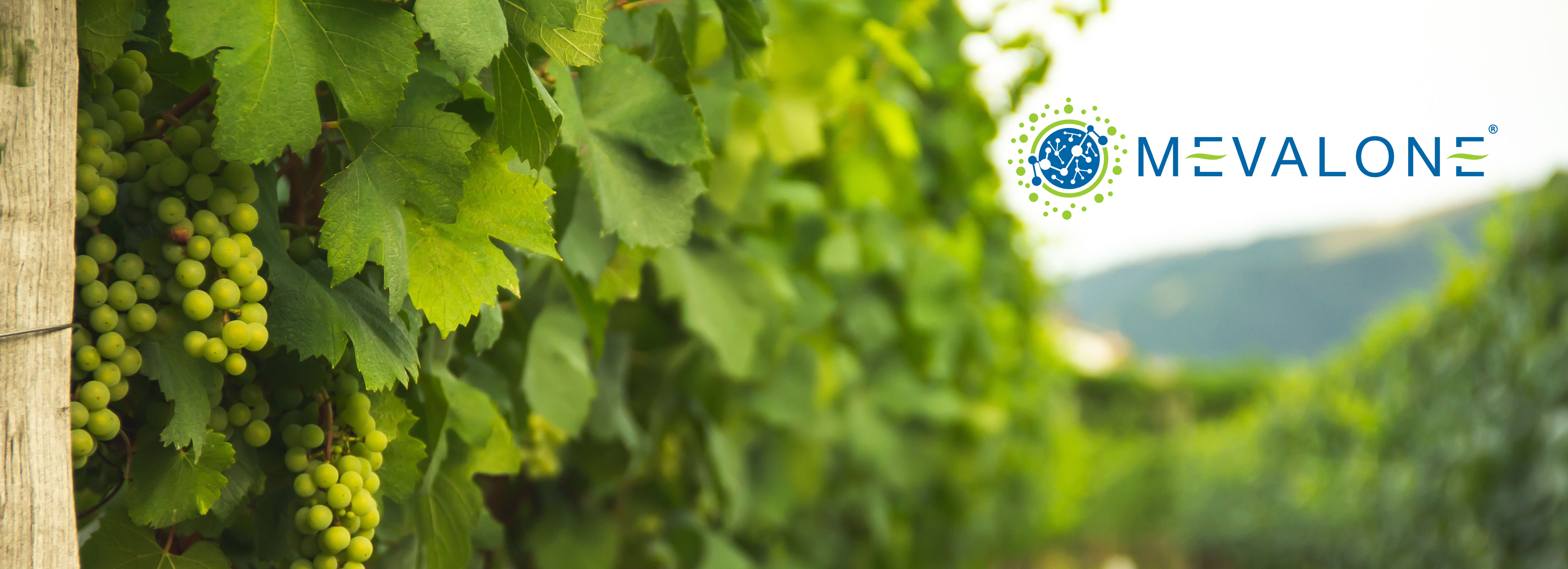 GRAPES HAVE A NEW PROTECTOR – MEVALONE® NOW APPROVED FOR POWDERY MILDEW IN CALIFORNIA